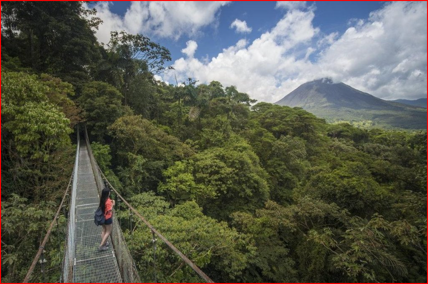 Arenal Hanging Bridges at Místico Park Glass Frog VIP Transfers and Tours